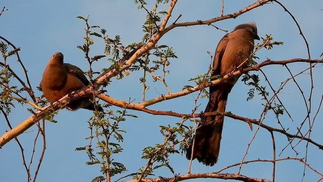 Gray Go-away-bird - ML468909511