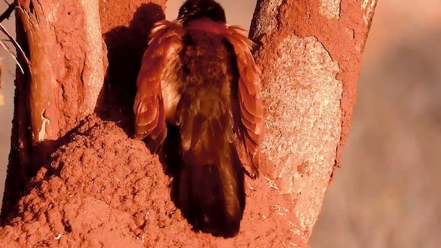 Coucal du Sénégal - ML468909551