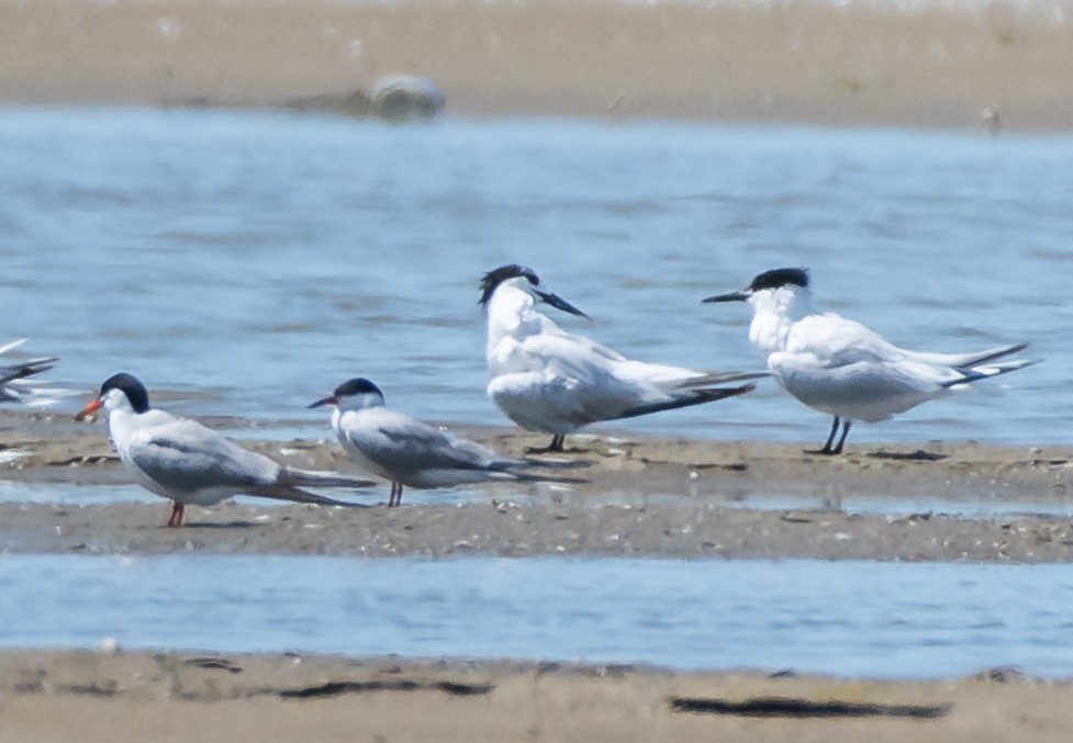 Sandwich Tern - ML468909701