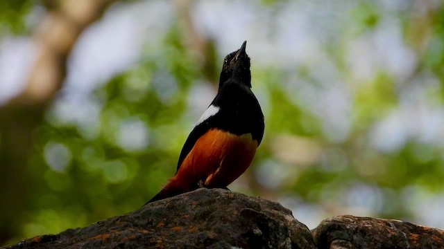 Mocking Cliff-Chat - ML468910161