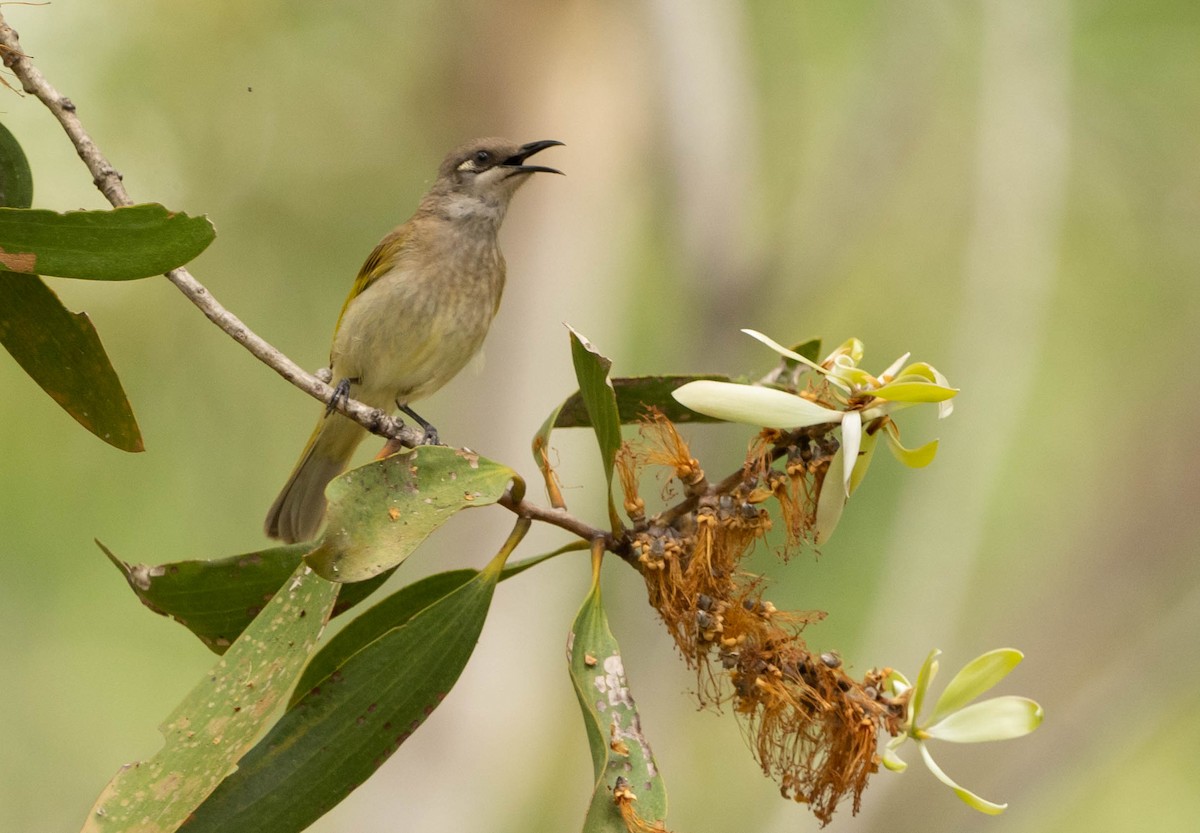 Brown Honeyeater - ML468910231