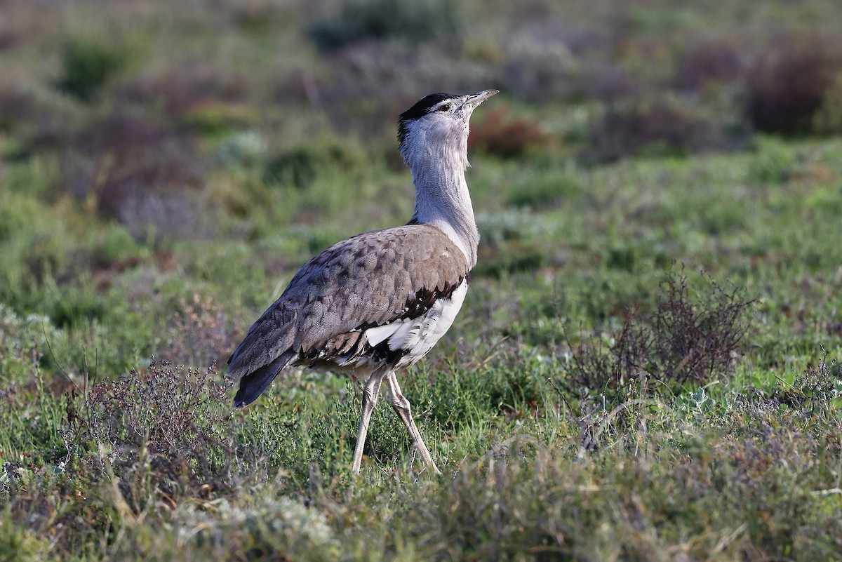 Australian Bustard - ML468912571