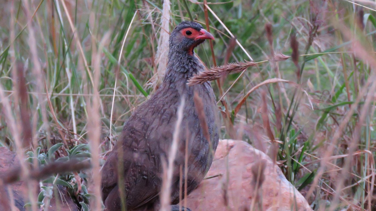 Red-necked Spurfowl (Cranch's) - ML468914711