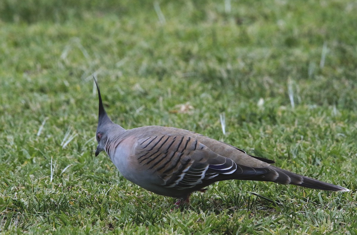 Crested Pigeon - ML468914771