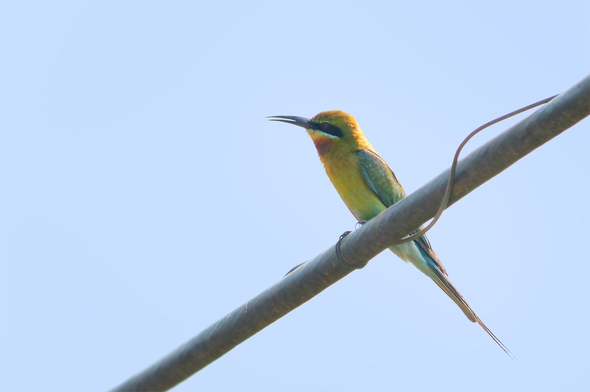 Blue-tailed Bee-eater - ML468914861