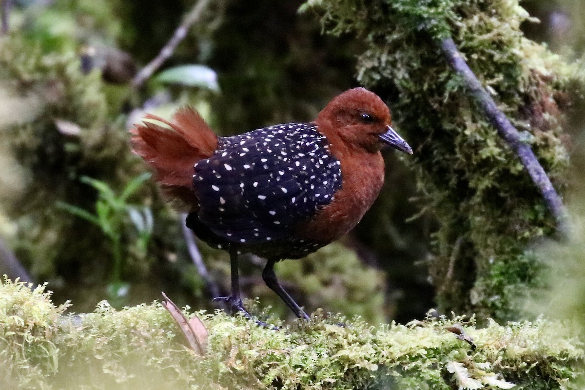 Chestnut Forest Rail - ML468915531