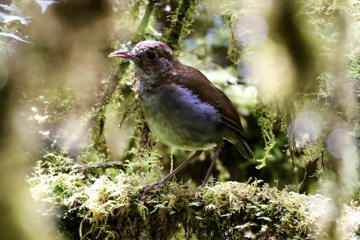 Greater Ground-Robin - ML468915581