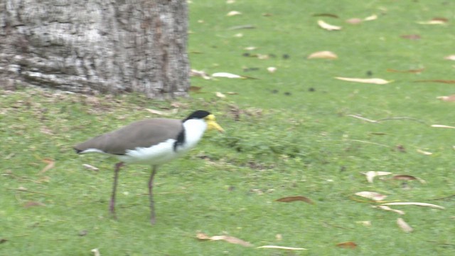 Masked Lapwing - ML468915741