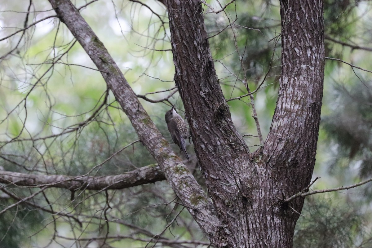 White-throated Treecreeper - ML468915821