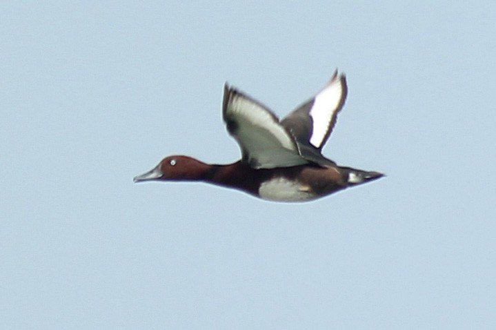 Ferruginous Duck - Elias Thomas