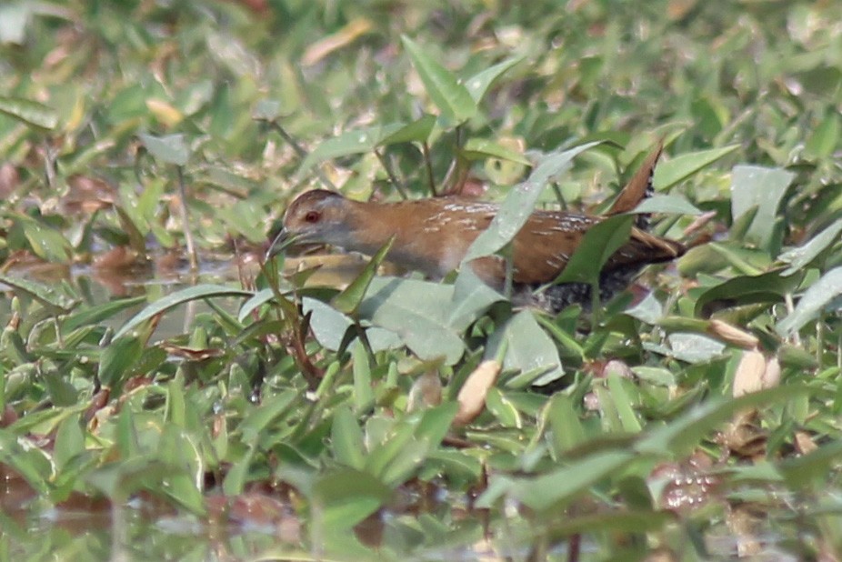 Baillon's Crake - ML468916971