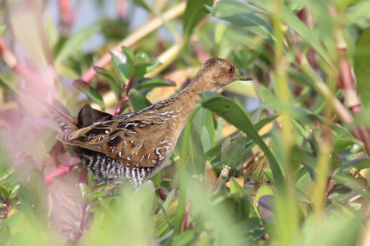 Baillon's Crake - ML468916991