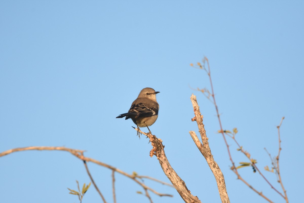 Northern Mockingbird - Glenda Jones