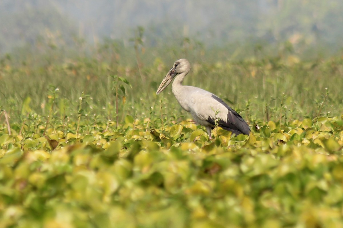 Asian Openbill - Elias Thomas