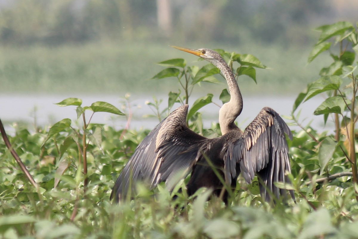 Anhinga roux - ML468917581