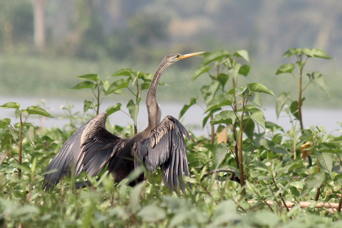 Anhinga roux - ML468917591