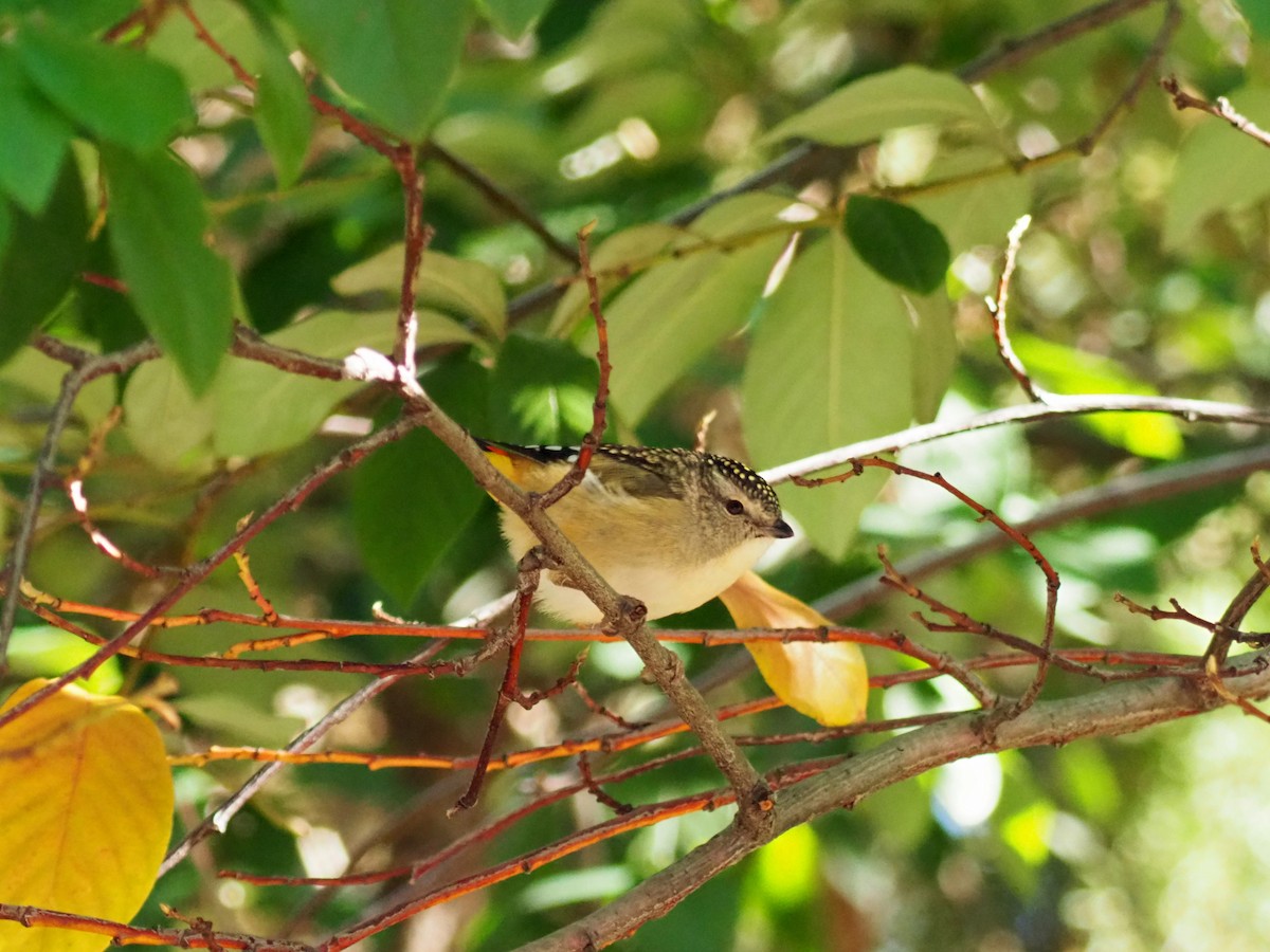 Pardalote Moteado - ML468917631