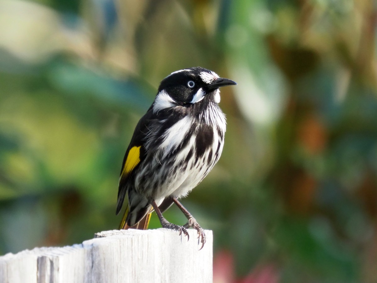 New Holland Honeyeater - ML468917641