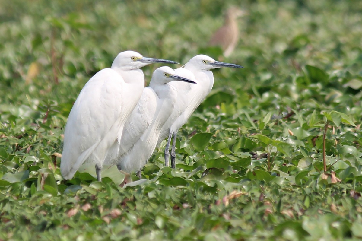 Little Egret - ML468917651