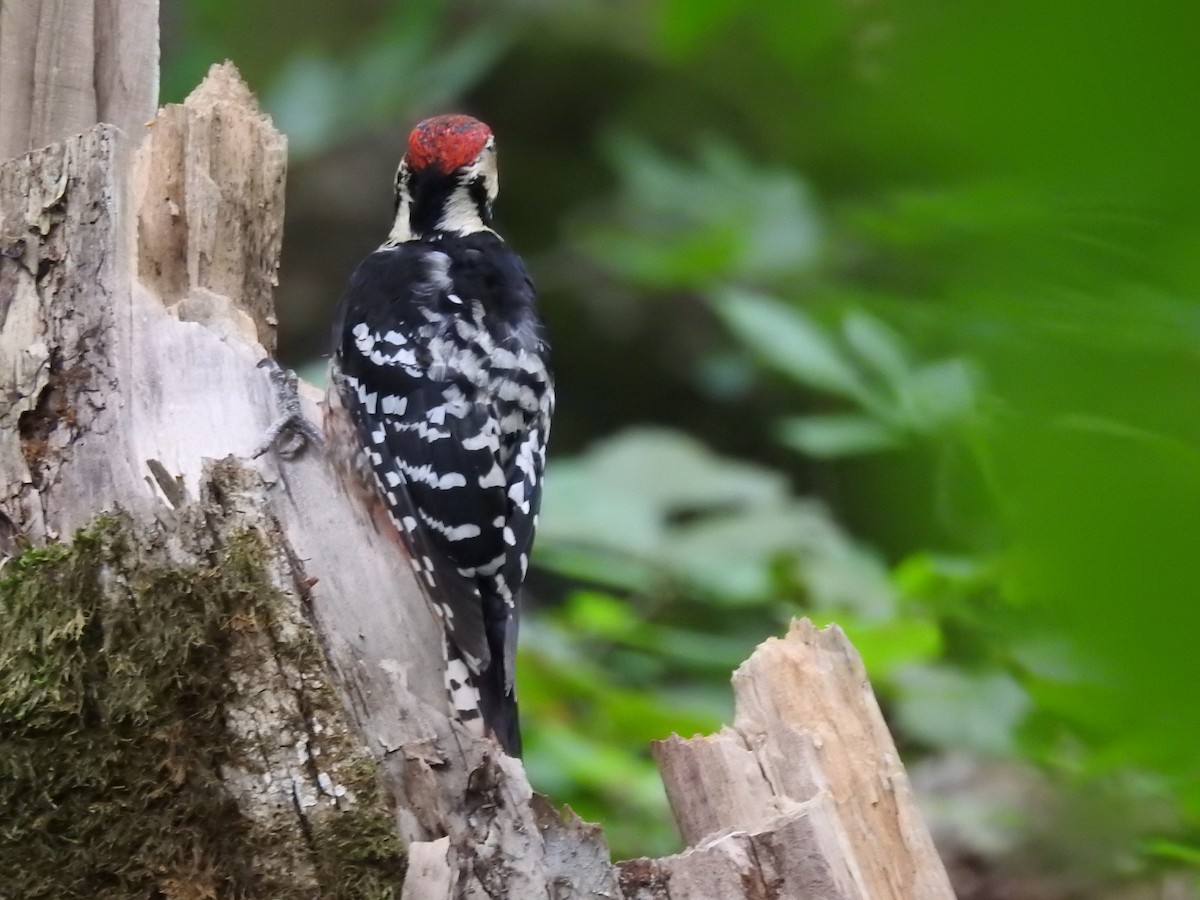 White-backed Woodpecker - ML468917711