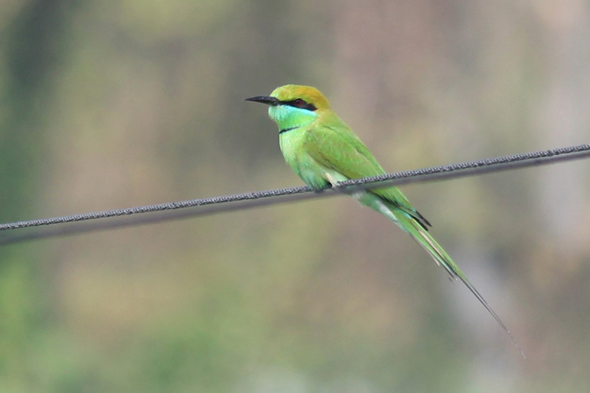 Asian Green Bee-eater - Elias Thomas