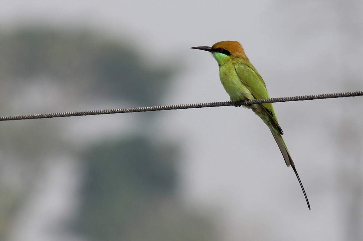 Asian Green Bee-eater - Elias Thomas