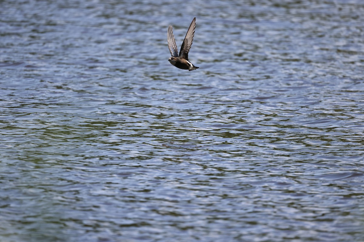 White-throated Needletail - ML468917781