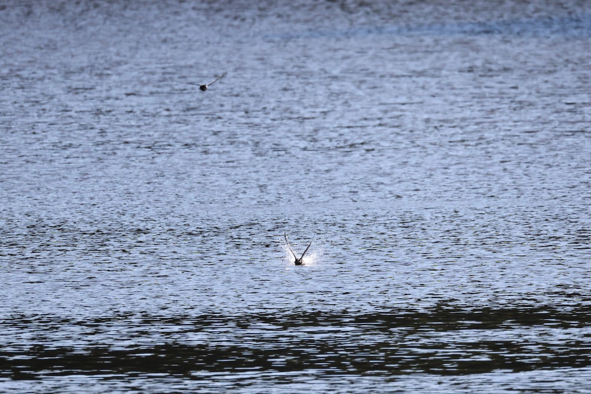 White-throated Needletail - ML468917851