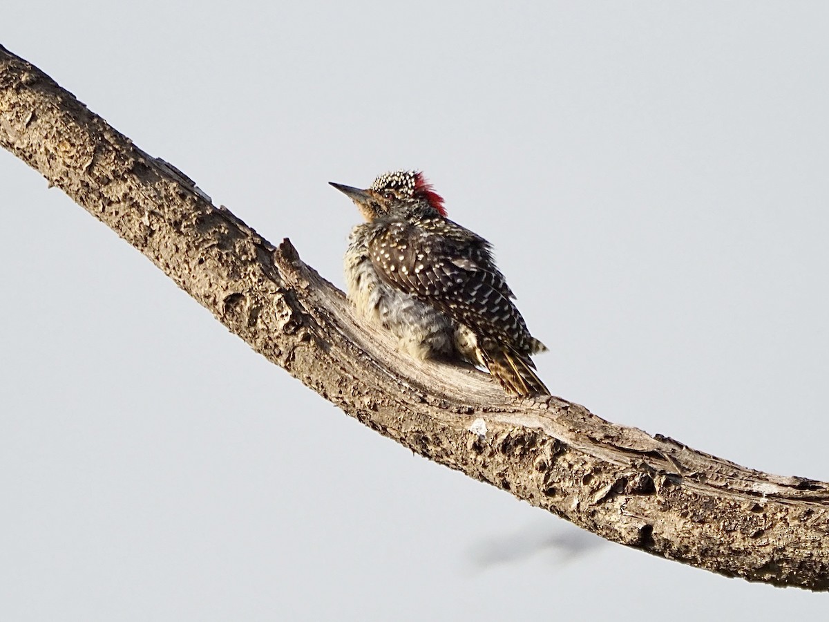 Nubian Woodpecker - ML468918531