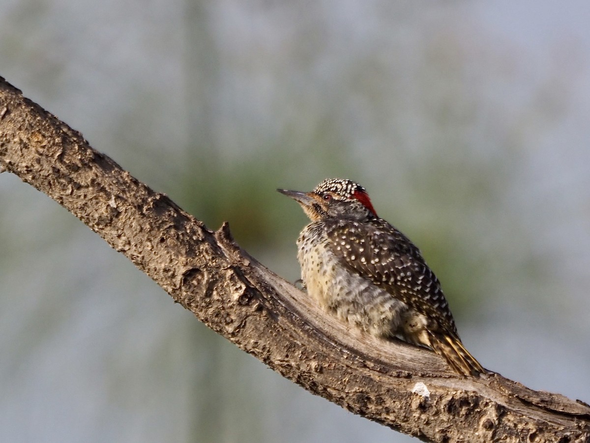 Nubian Woodpecker - ML468918541