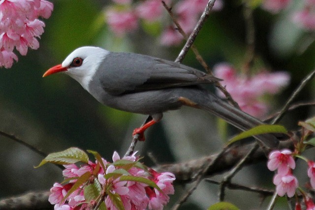 Bulbul à tête blanche - ML46891871