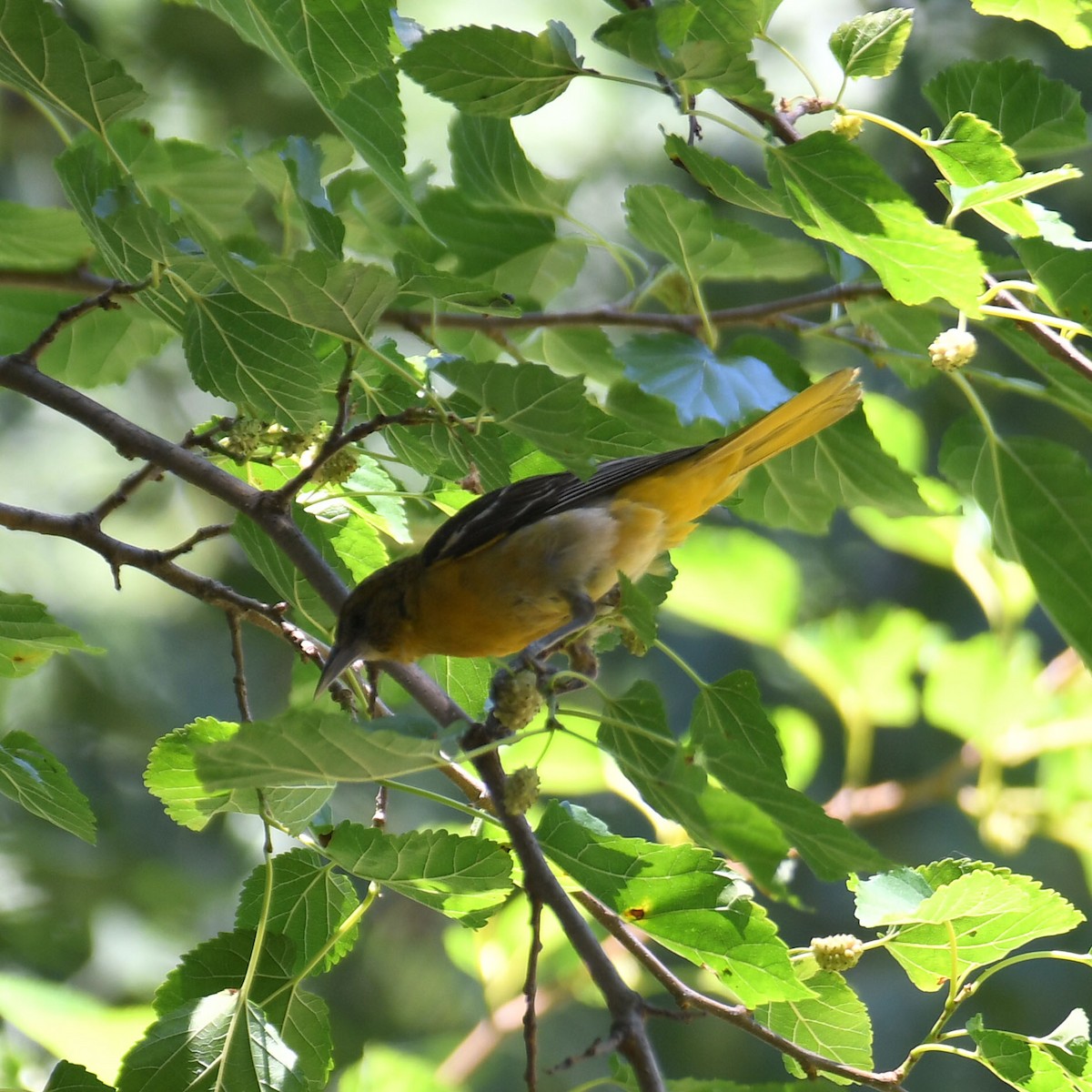 Baltimore Oriole - ML468918851