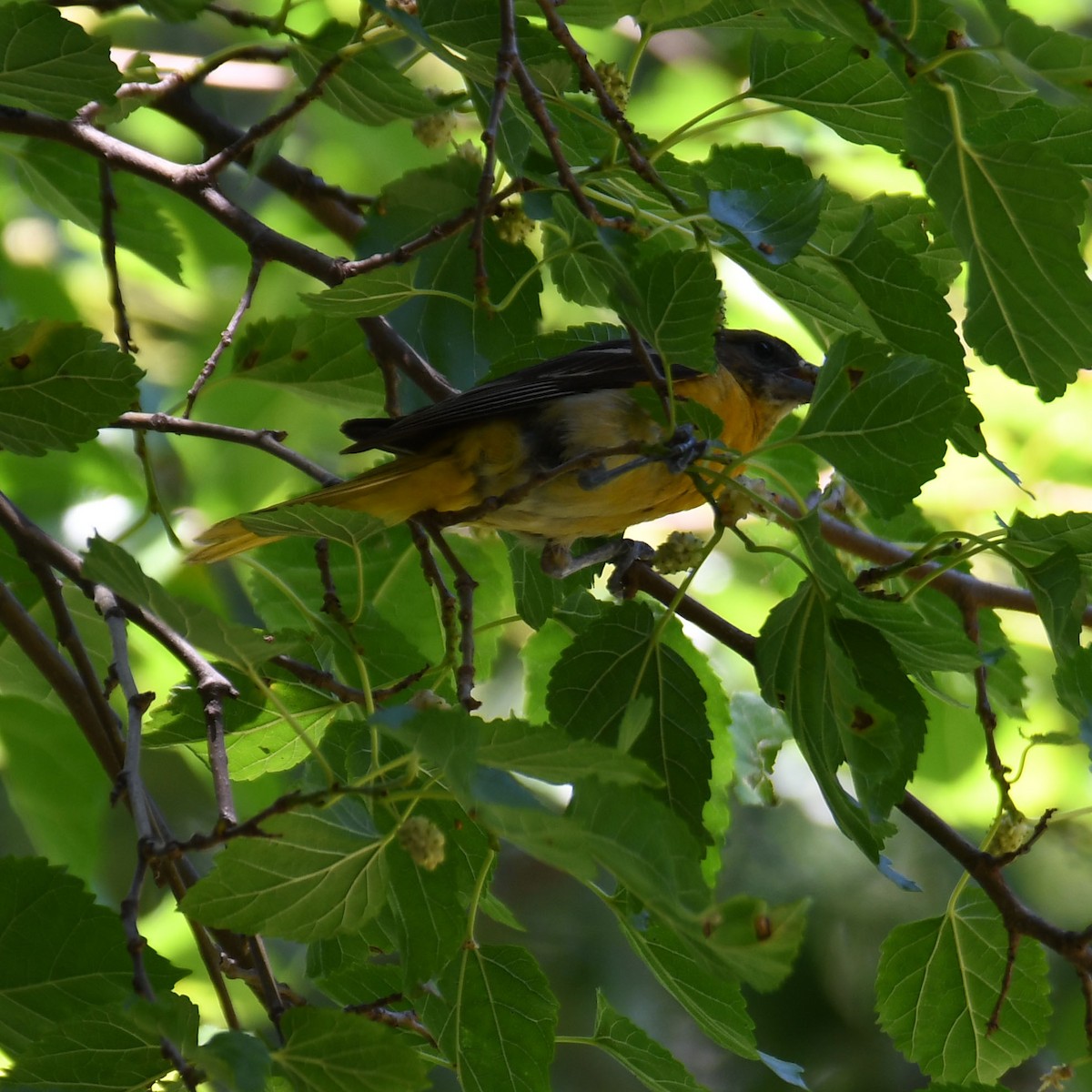 Baltimore Oriole - ML468918891