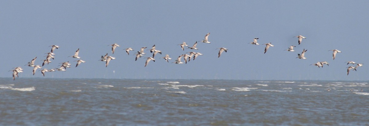 Eurasian Curlew - ML468918951