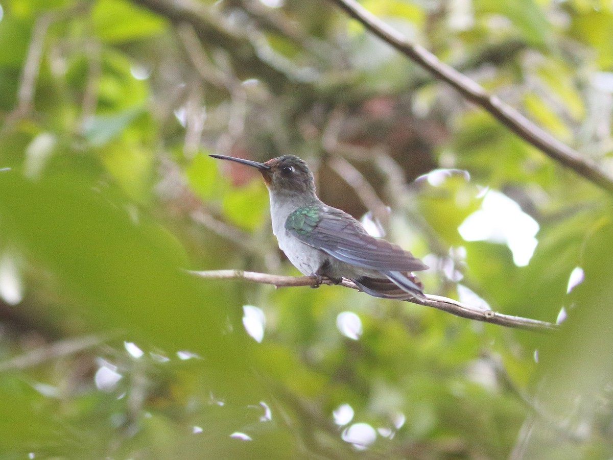 Colibrí de Diamantina - ML468918981