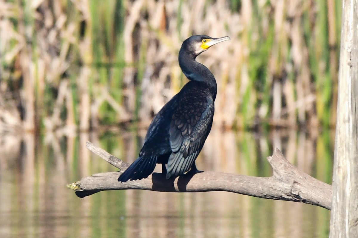 Great Cormorant (Australasian) - ML468919581