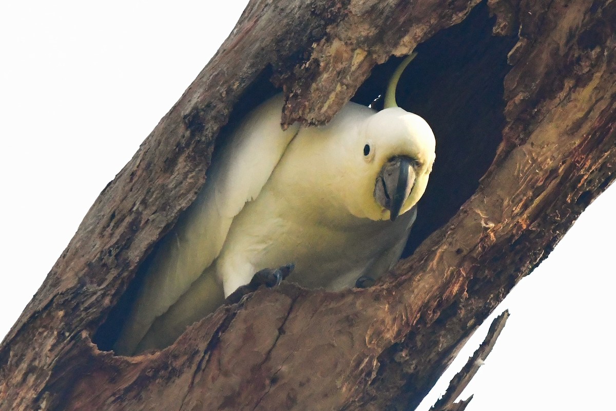 Sulphur-crested Cockatoo - ML468919921