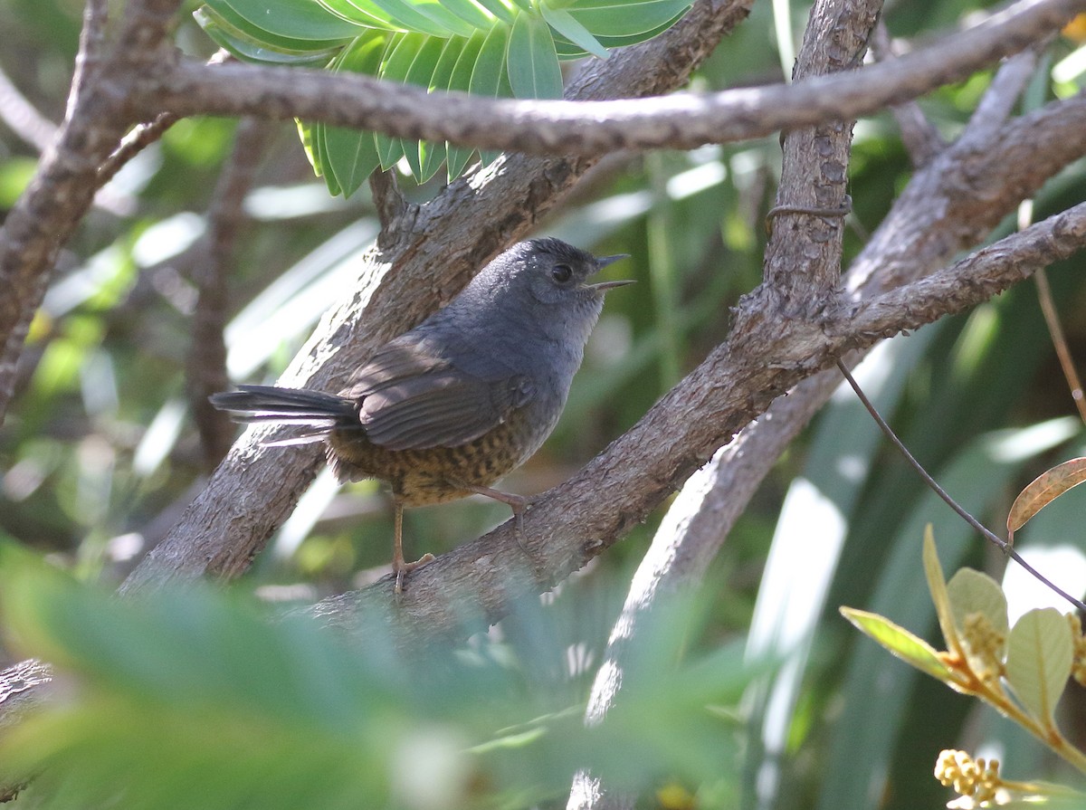 Rock Tapaculo - William Price