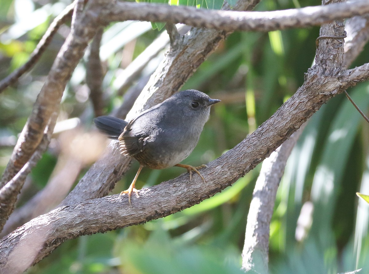 Rock Tapaculo - William Price