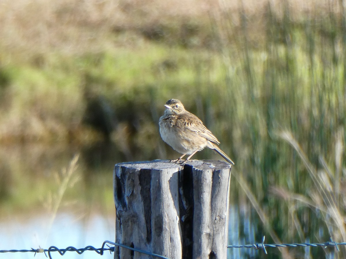 Rufous Songlark - ML468920161