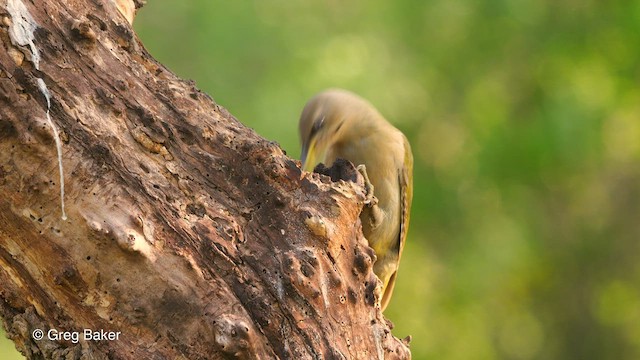 Gray-headed Woodpecker - ML468920481