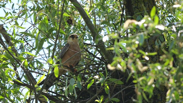 Red-footed Falcon - ML468920811