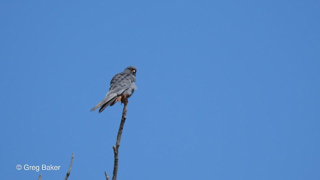 Red-footed Falcon - ML468920821