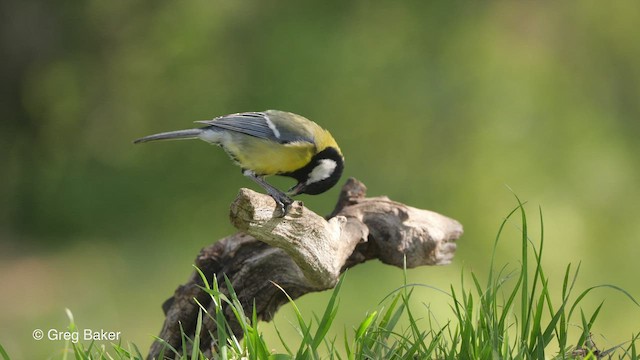 Mésange charbonnière (groupe major) - ML468921331