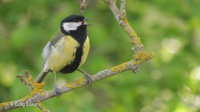 Great Tit (Great) - ML468921341