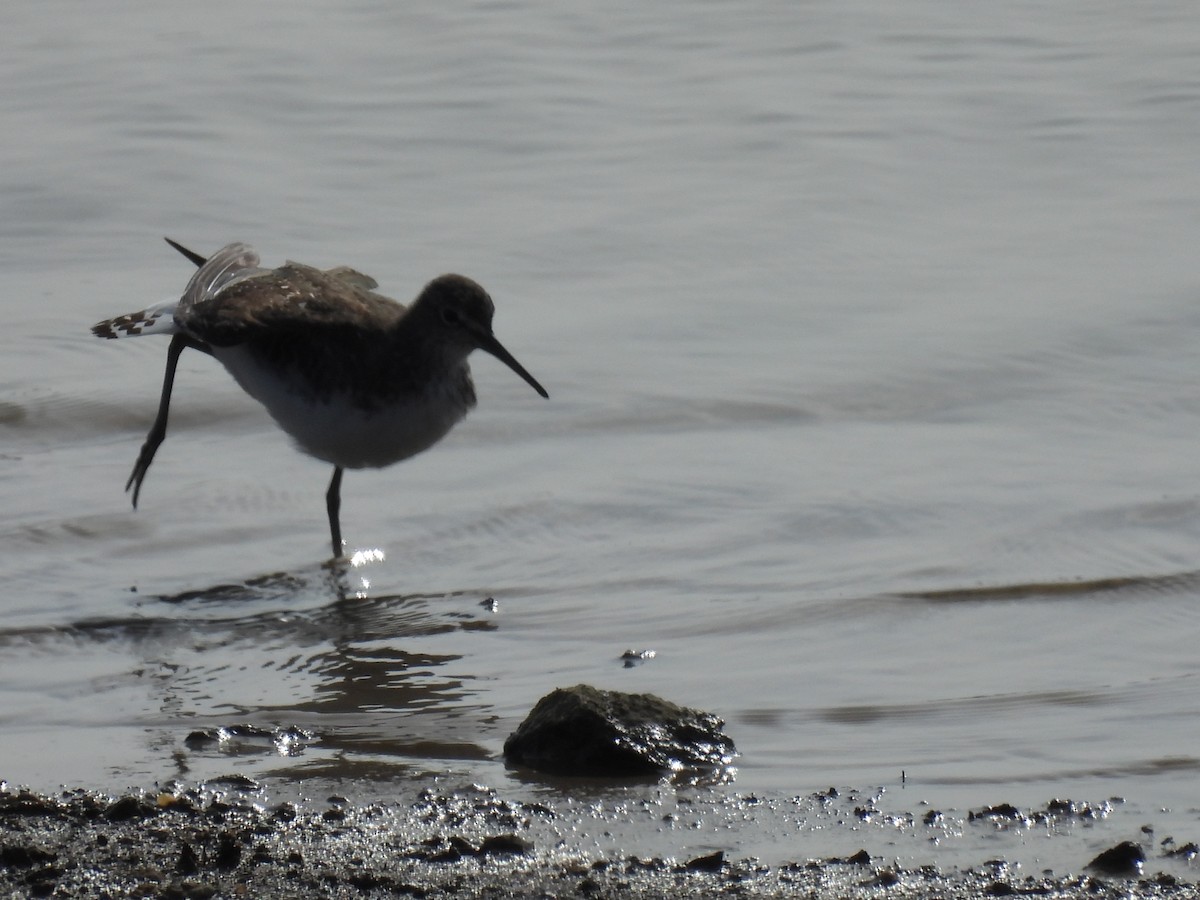 Green Sandpiper - ML468921601