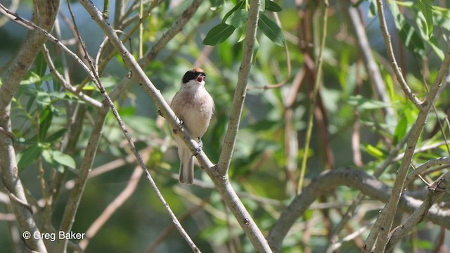 Eurasian Penduline-Tit - ML468921961