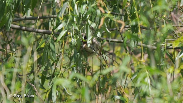 Eurasian Penduline-Tit - ML468921971