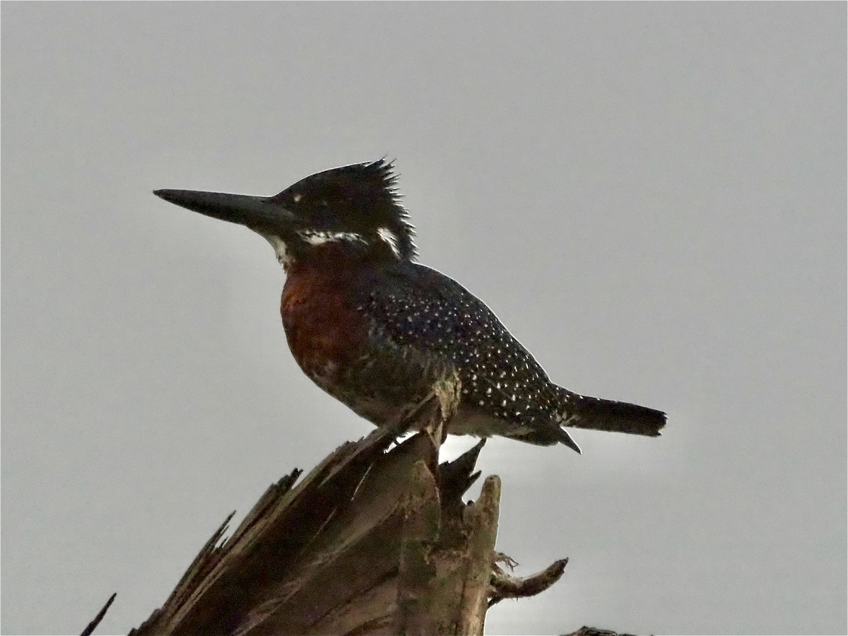 Giant Kingfisher - ML468922211