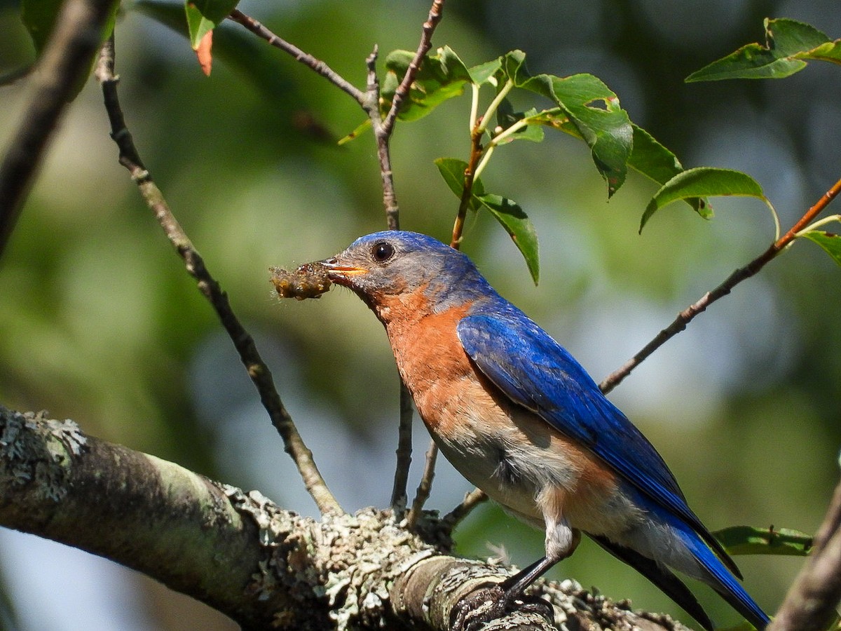 Eastern Bluebird - ML468922411